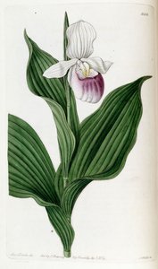 Cypripedium reginae (como sin. Cypripedium spectabile) de Miss Drake